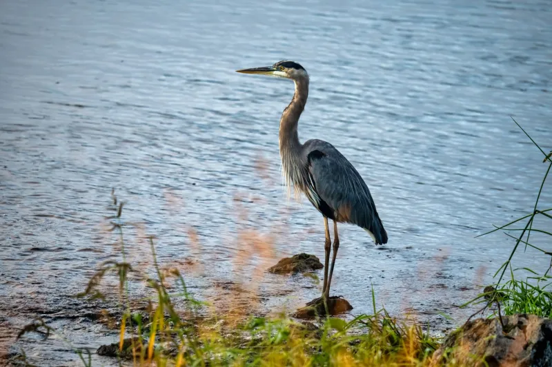Feathers, Fur, and Two Wheels: A Cyclist's Field Guide to Riverside Wildlife